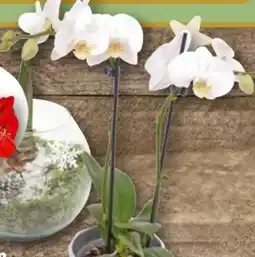 REWE Center Orchideen in Keramik Angebot