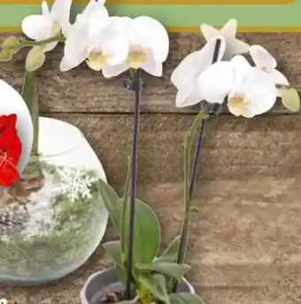 REWE Center Orchideen in Keramik Angebot