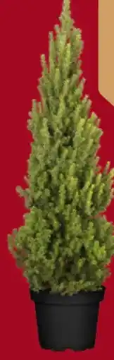 Globus Baumarkt Weihnachts Zuckerhutfichte Angebot