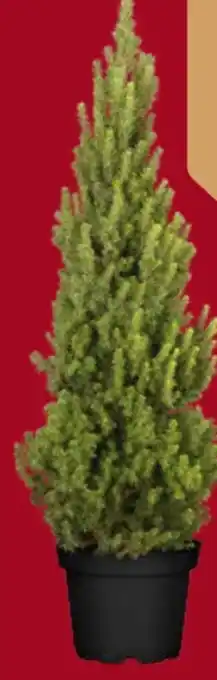 Globus Baumarkt Weihnachts Zuckerhutfichte Angebot