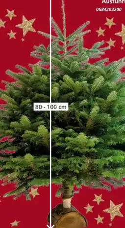 Globus Baumarkt Nordmann-Tanne Angebot