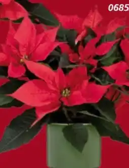 Globus Baumarkt Weihnachtssterne Angebot