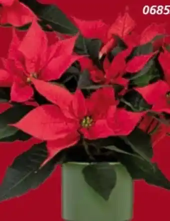 Globus Baumarkt Weihnachtssterne Angebot