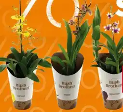 Globus Baumarkt Orchideen Angebot