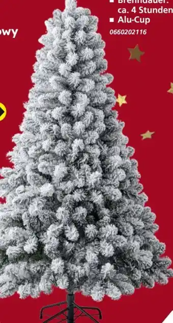 Globus Baumarkt Tannenbaum Snowy Oxford Pine Angebot