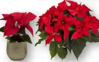 Edeka Mini-Weihnachtsstern Pflanze Angebot