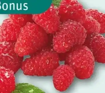 REWE Center Himbeeren Angebot