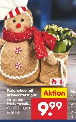 Netto Marken-Discount Kalanchoe mit Weihnachtsfigur Angebot
