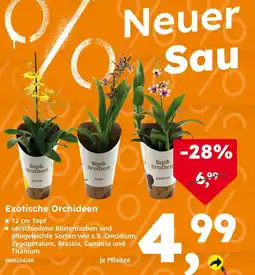 Globus Baumarkt Bush brothers exotische orchideen Angebot
