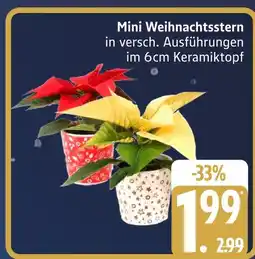 Marktkauf Mini weihnachtsstern Angebot