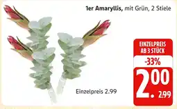 Marktkauf 1er amaryllis Angebot