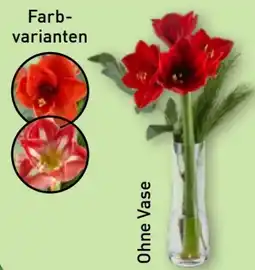Aldi Nord Gardenline Amaryllis Angebot