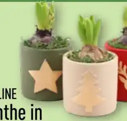 Aldi Nord Gardenline Hyazinthen Angebot