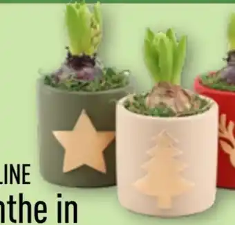 Aldi Nord Gardenline Hyazinthen Angebot