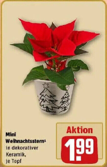 Mini Weihnachtsstern Angebot bei REWE