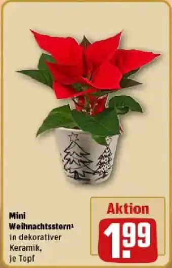 REWE Mini Weihnachtsstern Angebot