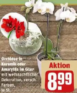 REWE Orchidee in Keramik oder Amaryllis im Glas Angebot