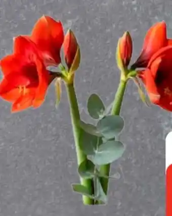 Edeka Amaryllis mit Grün Angebot