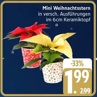 Edeka Mini Weihnachtsstern Angebot