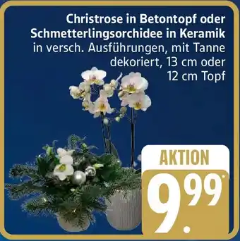 Edeka Christrose in Betontopf oder Schmetterlingsorchidee in Keramik Angebot