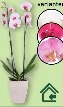 Aldi Nord Gardenline Phalaenopsis Angebot