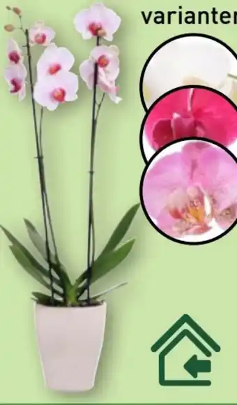 Aldi Nord Gardenline Phalaenopsis Angebot
