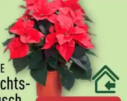 Aldi Nord Gardenline Weihnachtssternbusch Angebot