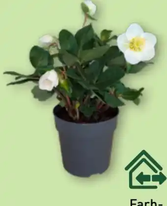 Aldi Nord Gardenline Christrose Helleborus Angebot
