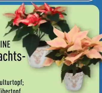 Aldi Nord Gardenline Weihnachtssterne Angebot