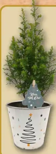 REWE Mini Tannenbaum Klein aber Oho Angebot