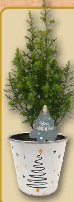 REWE Mini Tannenbaum Klein aber Oho Angebot