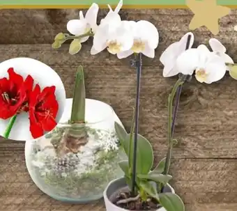 REWE Orchideen in Keramik Angebot