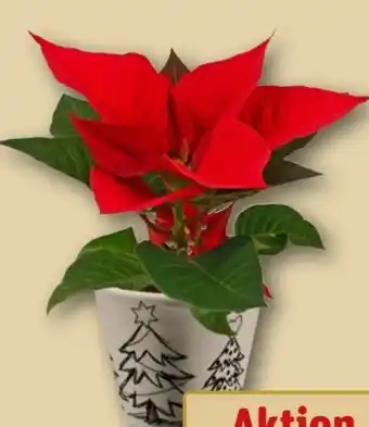 REWE Mini-Weihnachtssterne Angebot