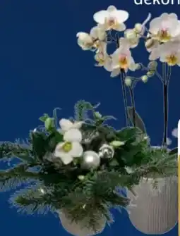 Edeka Christrose Angebot