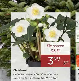 Pflanzen Kölle Christrose Angebot
