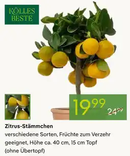 Pflanzen Kölle Kölles beste zitrus-stämmchen Angebot