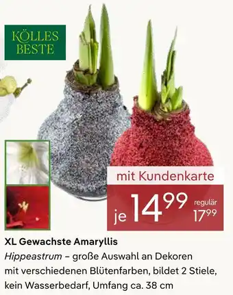 Pflanzen Kölle Kölles beste xl gewachste amaryllis Angebot