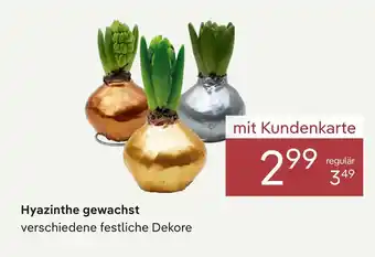 Pflanzen Kölle Hyazinthe gewachst Angebot