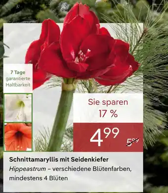 Pflanzen Kölle Schnittamaryllis mit seidenkiefer Angebot