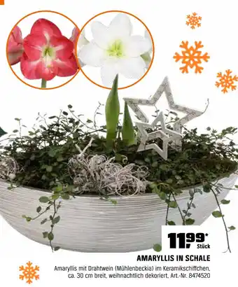 OBI Amaryllis in schale Angebot