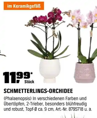 OBI Schmetterlings-orchidee Angebot