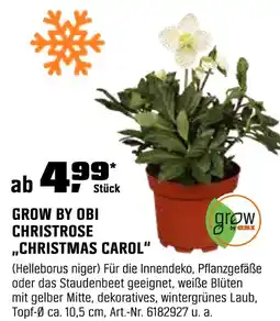 OBI Grow by obi christrose christmas carol Angebot