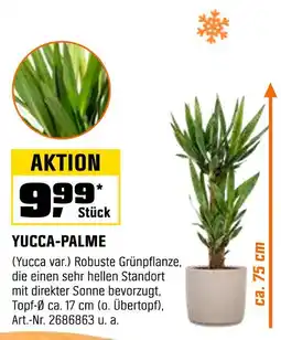OBI Yucca-palme Angebot