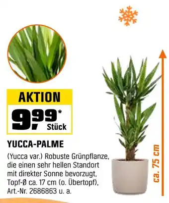 OBI Yucca-palme Angebot