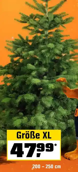 OBI Echte nordmanntannen, gesägt Angebot