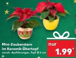 Kaufland Mini-Zauberstern im Keramik-Übertopf Angebot
