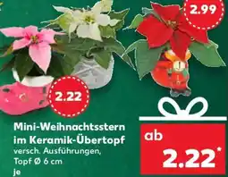 Kaufland Mini-Weihnachtsstern im Keramik-Übertopf Angebot