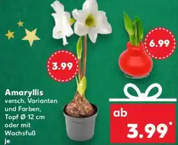 Kaufland Amaryllis Angebot