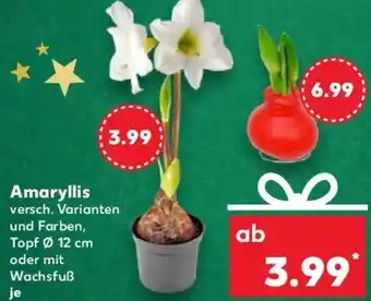 Kaufland Amaryllis Angebot