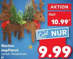 Kaufland Rentier bepflanzt Angebot